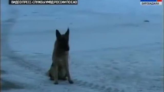Лучших кинологов выявили в Центре кинологической службы УМВД России по ЕАО