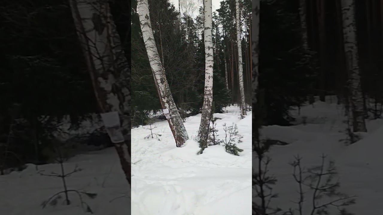 лёгкий морозец, снег скрипит под ногами, дятел отбивает дробь на сосне...все это- зимнее настроение