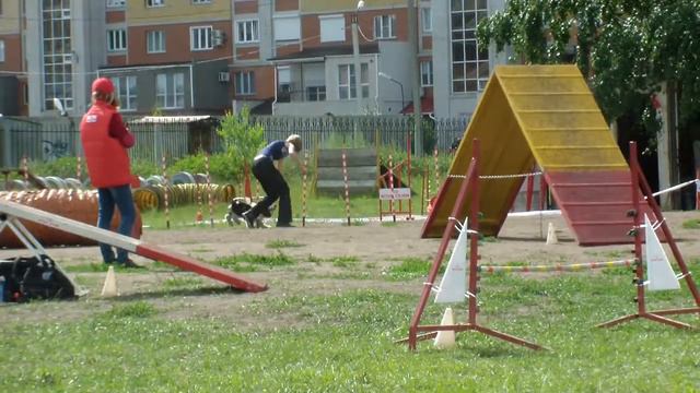 ЧСФО аджилити  Алгазина Инна и ам кокер Джесси