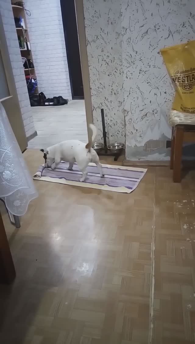 Дамашние игры с собакой. Раскатывание.