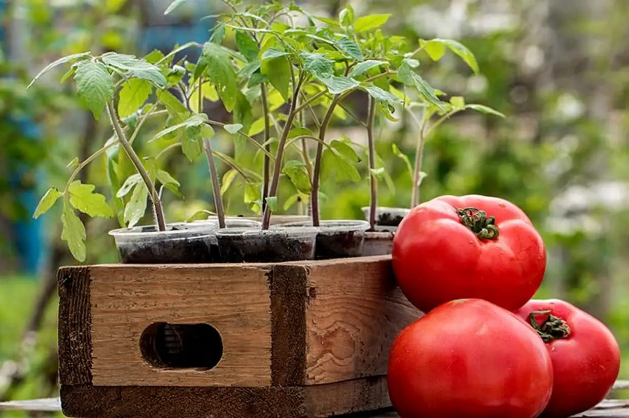 Этот мощный рецепт подкормки томатов превратит вашу рассаду в плодовые гиганты!