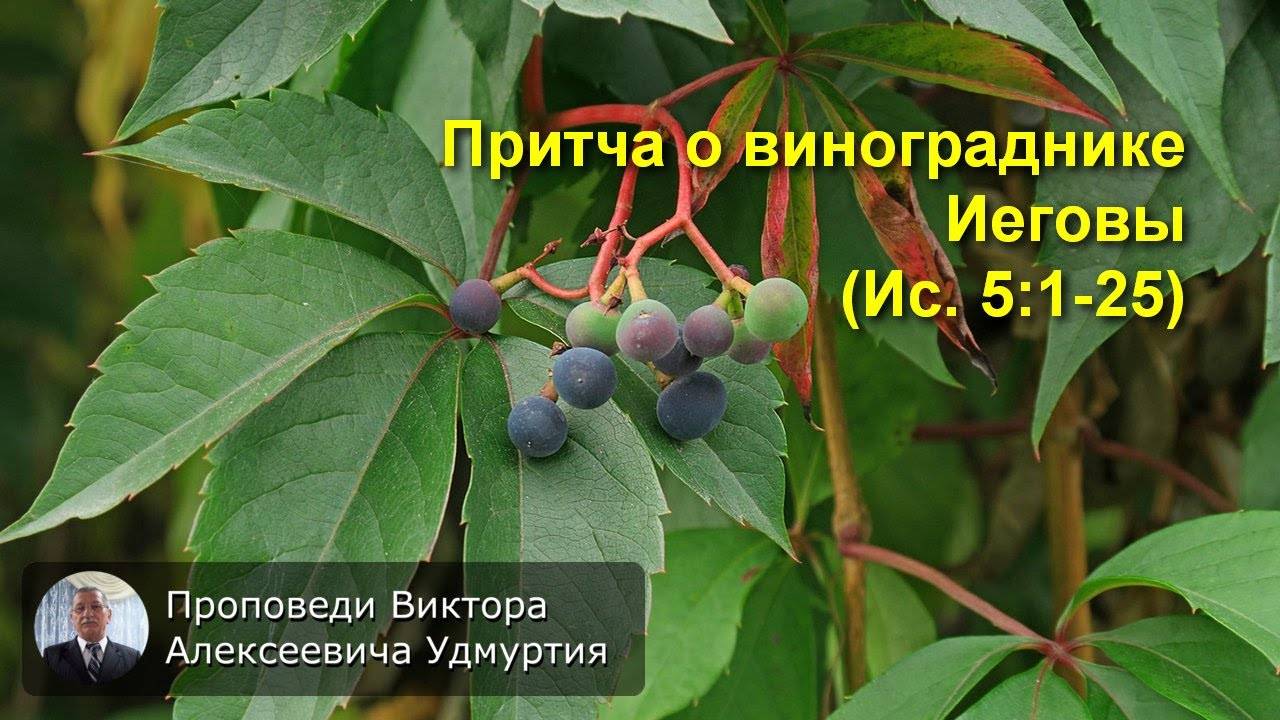 Притча о винограднике Иеговы (Ис. 5:1-25)