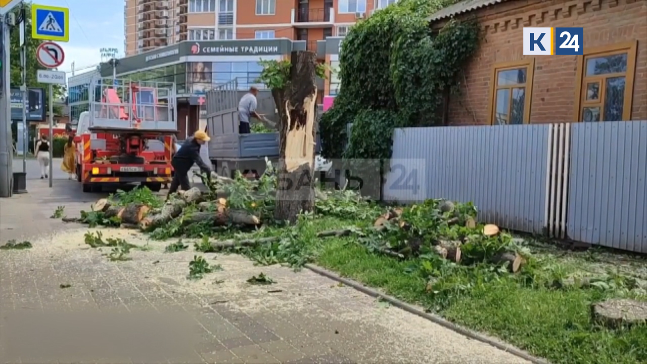 Сильный ветер за три дня повалил более 200 деревьев в Краснодаре