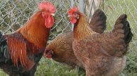 Welsummer Chickens | Excellent Foragers