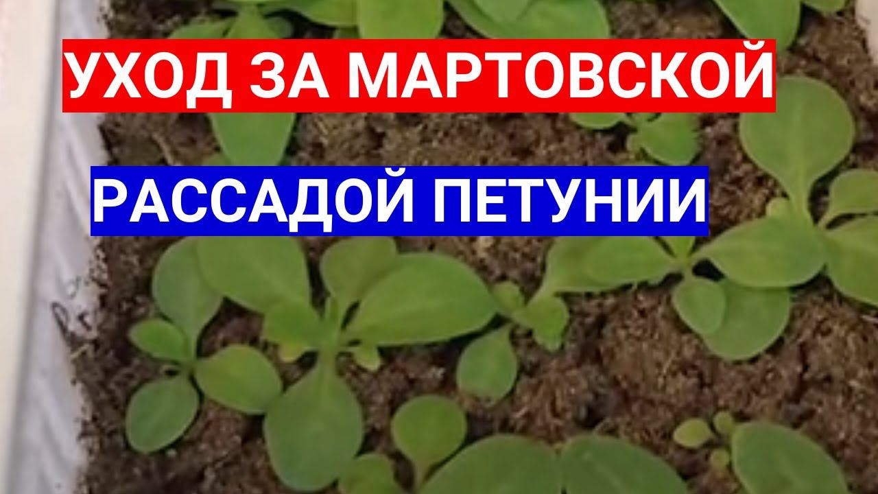 ПРАВИЛЬНАЯ РАССАДА ПЕТУНИИ  В МАРТЕ- УХОД ПОСЛЕ ВСХОДОВ: ПОЛИВАТЬ, ДОСВЕЧИВАТЬ, КОРМИТЬ, ЧЕРЕНКОВАТЬ