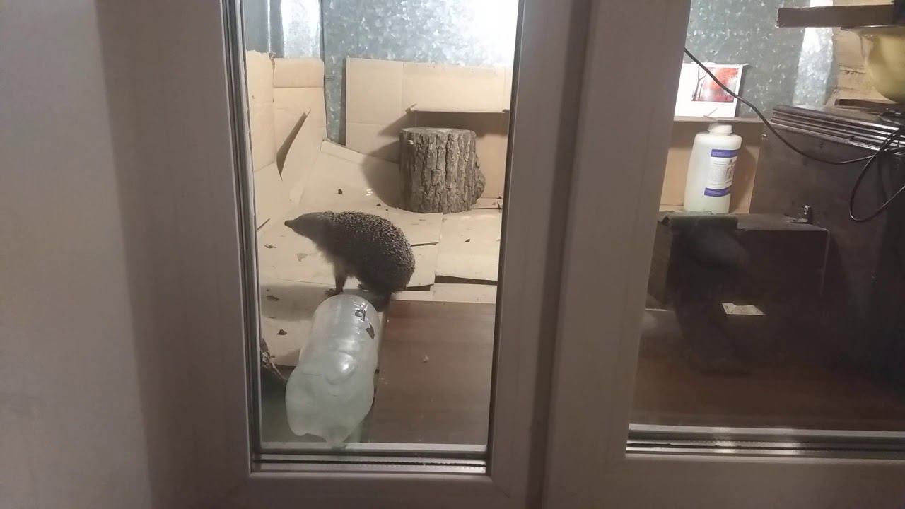 Ёжик соскучился))) [Hedgehog missed]