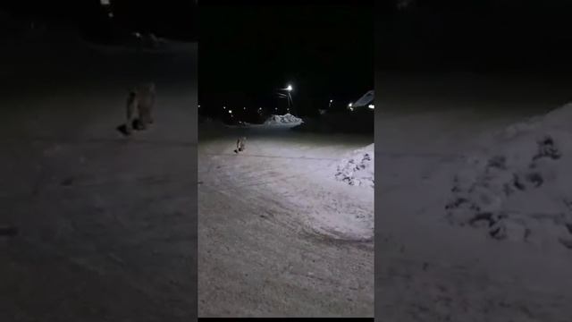 Рысь гуляет свободно по городу Петропавлрвск-Камчатский????