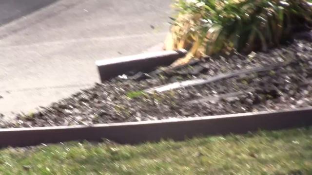 Schwinn 12 Roadster Tricycle Tire Explosion