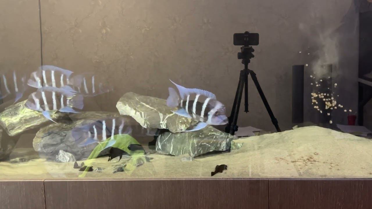 Кормление сухим кормом NorthFin Jumbo Fish
