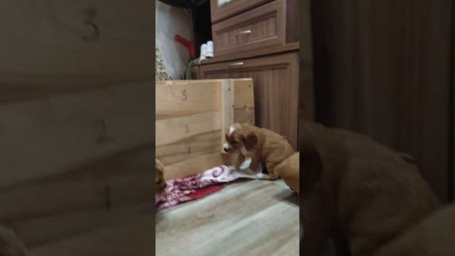 Начало дрессировки .