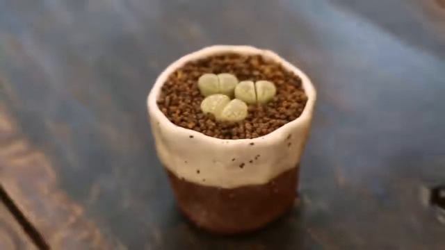 多肉植物大津繪