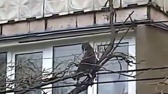 Кошка несет котенка домой