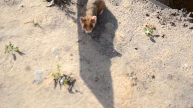 Спасение хомяка, (rescue hamster) с Хэппи-эндом