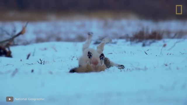 Настолько Неожиданных Случаев с Животными Вы еще не Видели