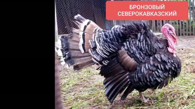 Самые популярные породы индюков ??