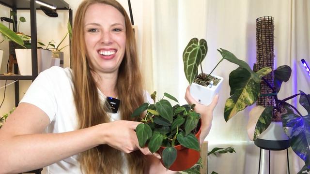 Spring 2021 Plant Haul Growth Updates! | Philodendron & Anthurium!