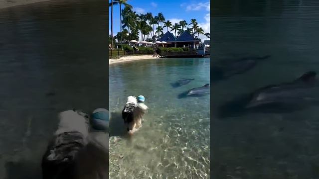 Дельфин играет с собакой