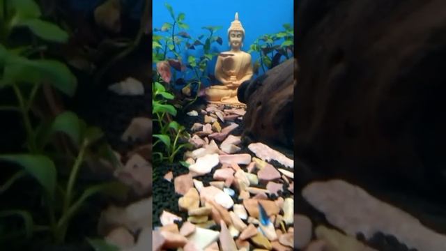 square planted aquarium💚       #plants #plantedtank #fishes #love #buddha #neon #filter #ledlights