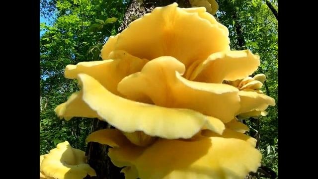 golden oyster pleurotus citrinopileatus oyster picking tips
