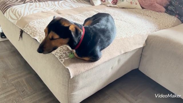 Мы на прогулке ???Зачем нам воротник и капюшон?