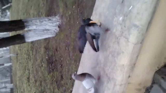 Голубь еврей