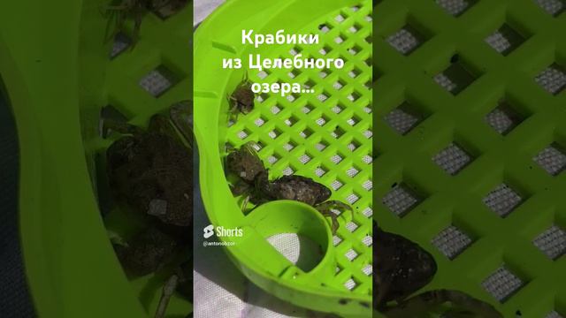 Азовский улов 🦀🦀🦀 Голубицкая 2024 #антонобзорюга