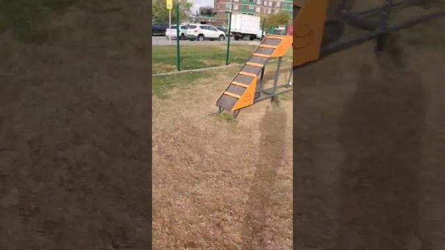 Умная собака грифон. Пти-брабансон #собаки #питомцы