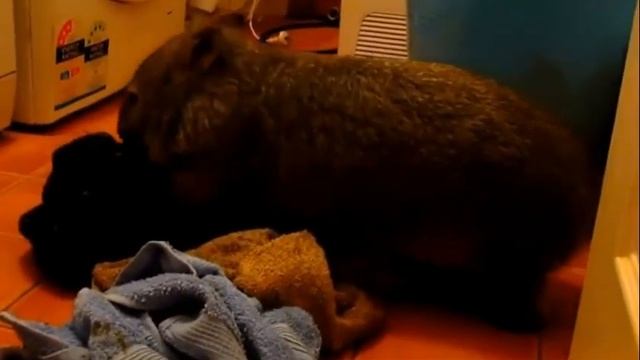Вомбат проверяет вещи на чистоту.