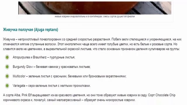 Ползучие растения с фото и названиями  Тенелюбивые многолетние почвопокровники