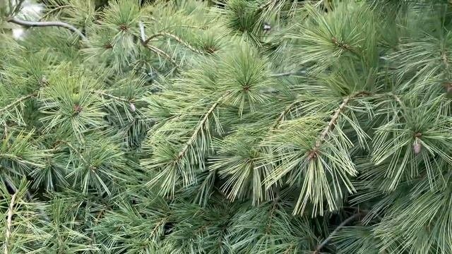 Pinus strobus  Ground Hugger  Creeping Eastern White Pine  April 2 2020
