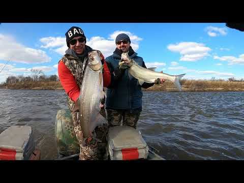 Однодневная рыбалка. Ауха 2+, верхогляд, желтощек.