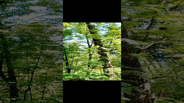 Прогулка в сосновом лесу: красота природы, высокие деревья сосны и ели, весенняя зелень. 19 мая. Ч.5