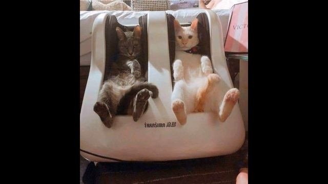 Смешные коты и котята 2019 - Смешные кошки МатроскинТВ