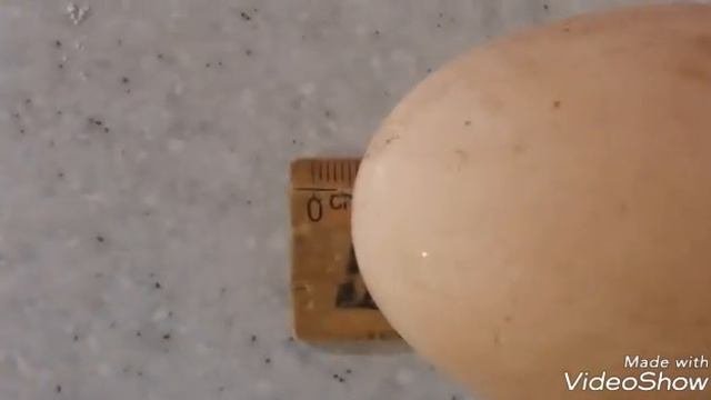 Какие яйца несут куры породы Доминант?