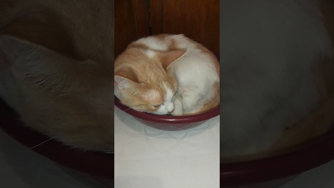 ASMR кошачий #shorts