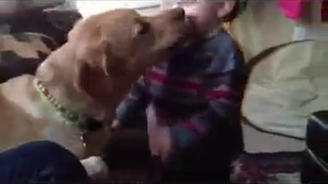 Опасная ситуация. Собака чуть не сьела мальчика