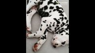 Dalmatian caught in the middle of very intense dream