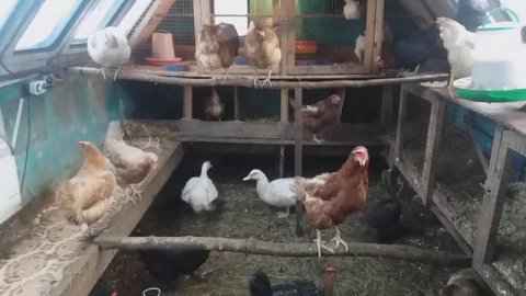 Индоутята впервые за пределами вольера