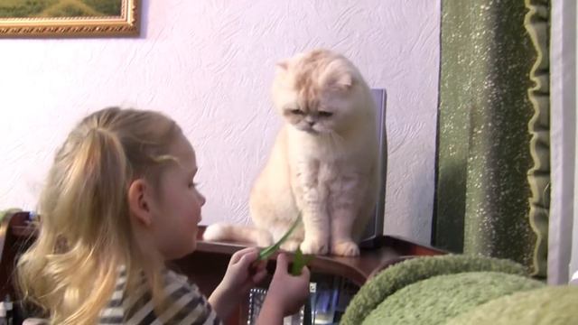 ВЕРОЧКА ИГРАЕТ С КОШЕЧКОЙ И КОРМИТ ТРАВКОЙ  VERA PLAYS WITH THE CAT AND FEEDS THE GRASS