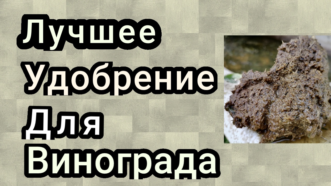 лучшее удобрение для винограда