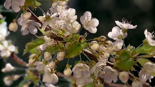 Springtime Stories - Go Wild