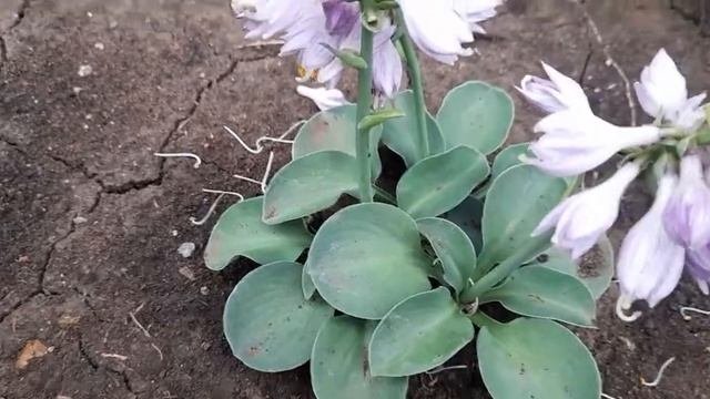 хоста карлик  БлуМаусИарс  Хоста карлик Блу Маус Иарс лат. hosta Blue Mouse Ears. Цветение
