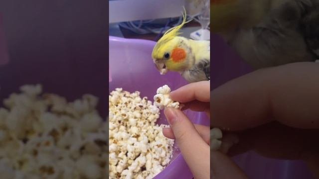 Попугай корелла обожает есть попкорн