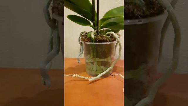 Инна 🌷 Продажа орхидей 🌷