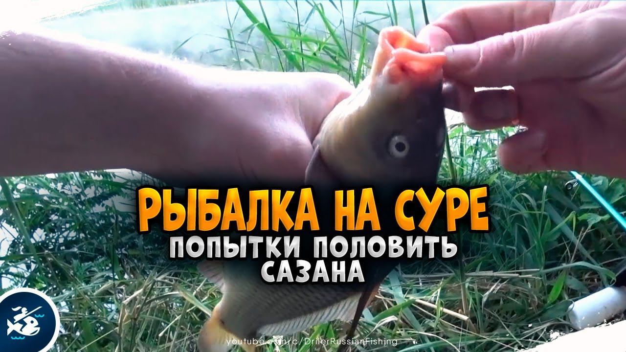 Попытки поймать Сазана на реке Сура. Часть 1