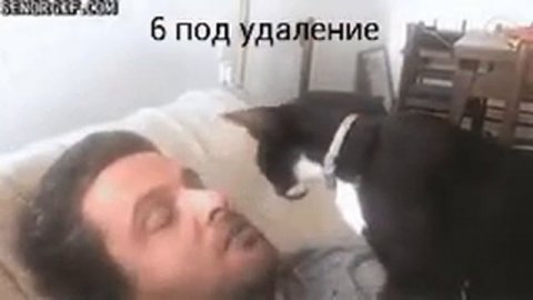 Кот лечит зуб у человека