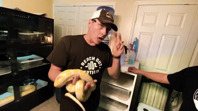 The Nicest Reptiles Time Can Buy