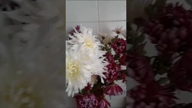 VID-20231028-WA0019.mp4
