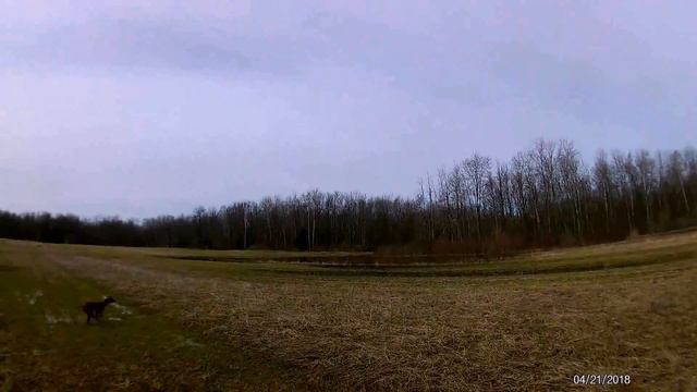 Hunting with Vizsla