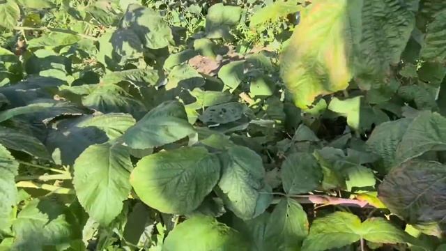 Ремонтантная малина Имара и Атлант, плодоношение!